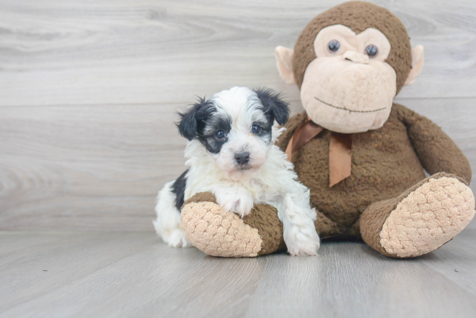 Happy Havanese Purebred Puppy