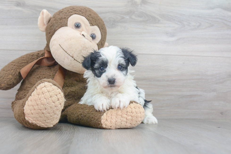 Havanese Puppy for Adoption