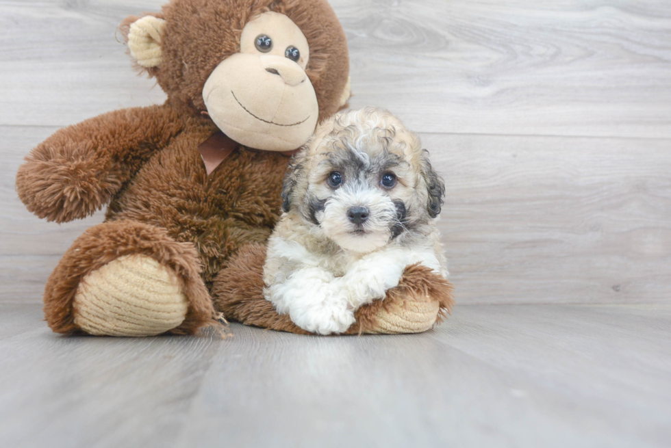 Petite Havanese Purebred Puppy