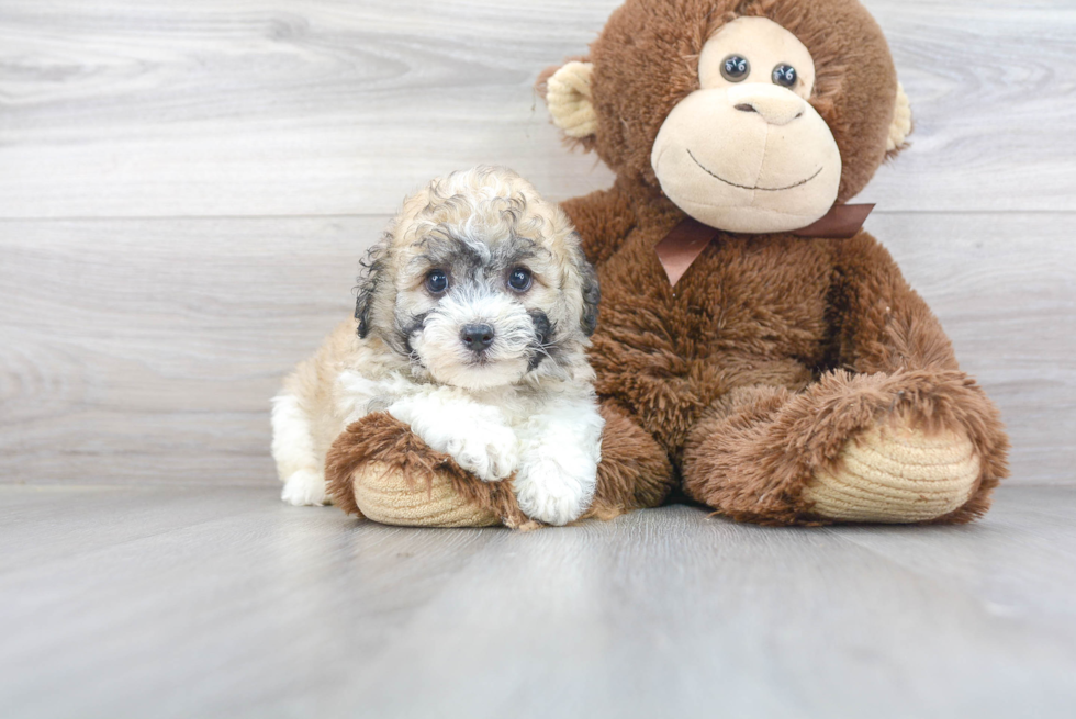 Petite Havanese Purebred Puppy