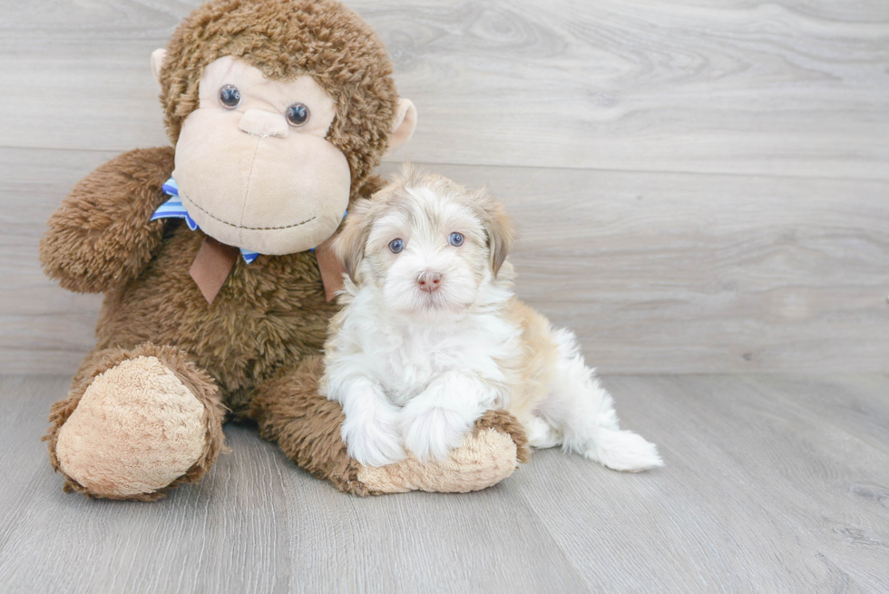 Havanese Pup Being Cute