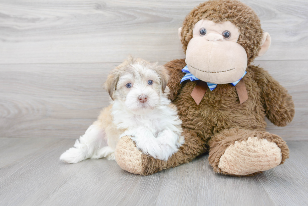 Havanese Pup Being Cute