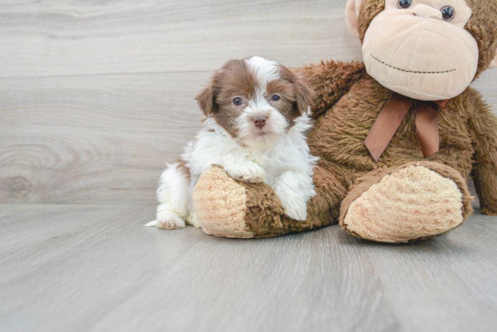 Havanese Pup Being Cute