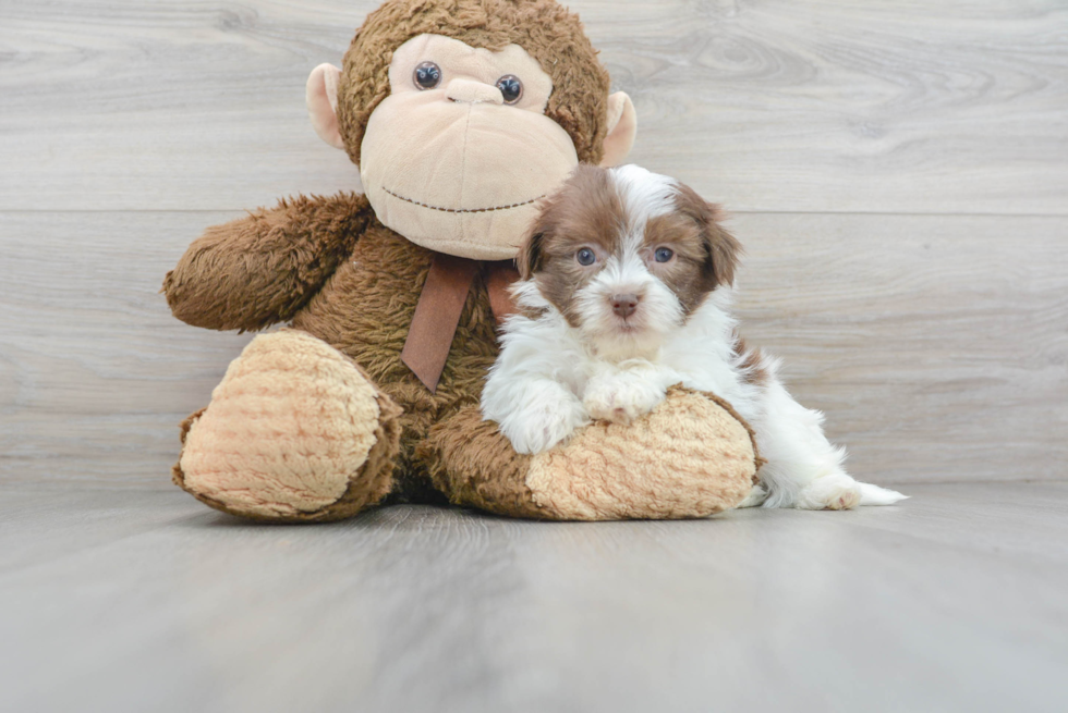 Best Havanese Baby