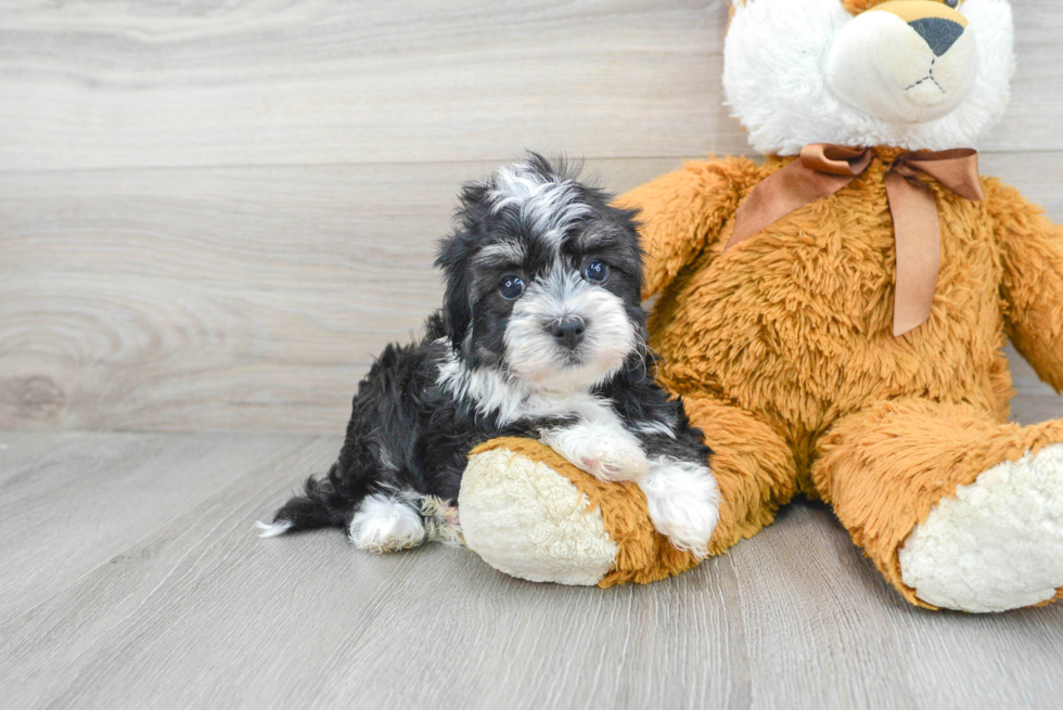 Havanese Pup Being Cute