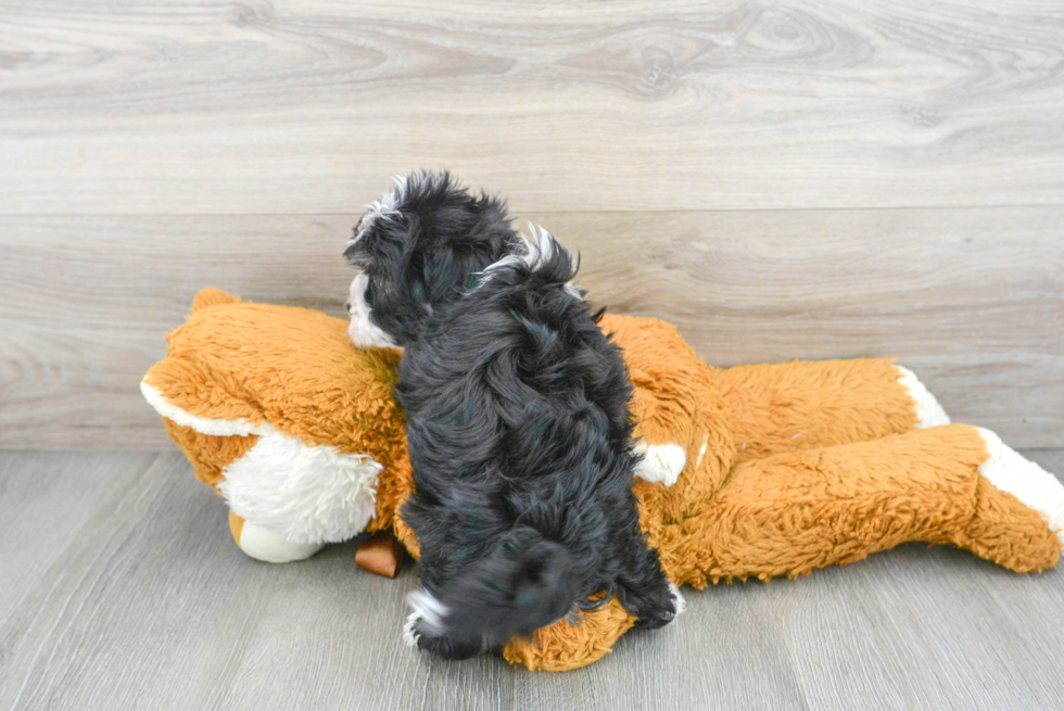 Fluffy Havanese Purebred Puppy