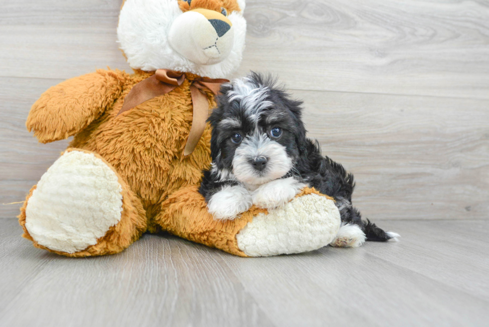 Happy Havanese Purebred Puppy