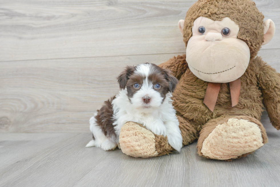 Havanese Puppy for Adoption