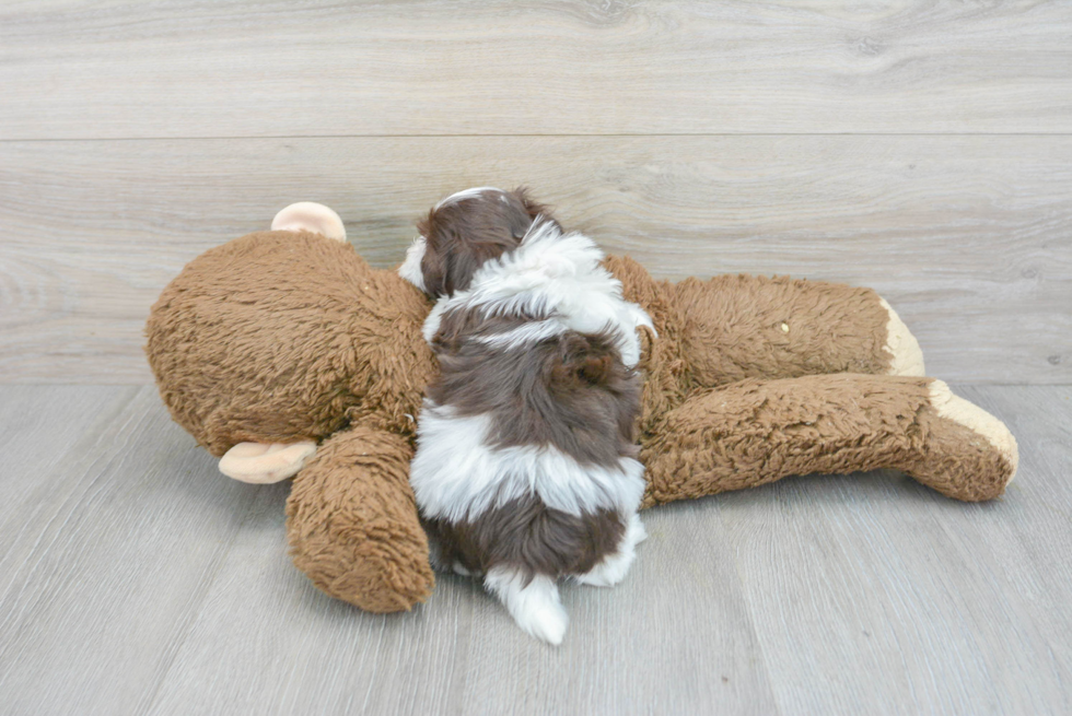 Havanese Pup Being Cute