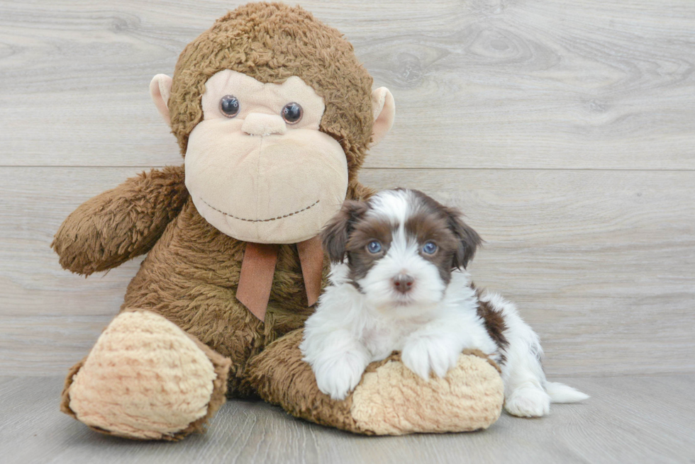 Best Havanese Baby