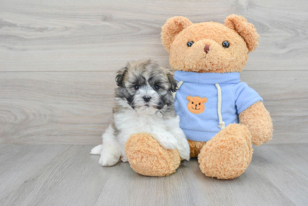 Havanese Puppy for Adoption