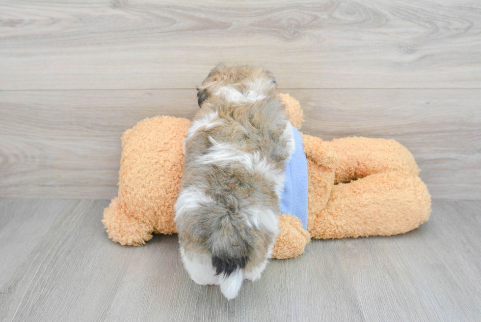 Energetic Havanese Purebred Puppy