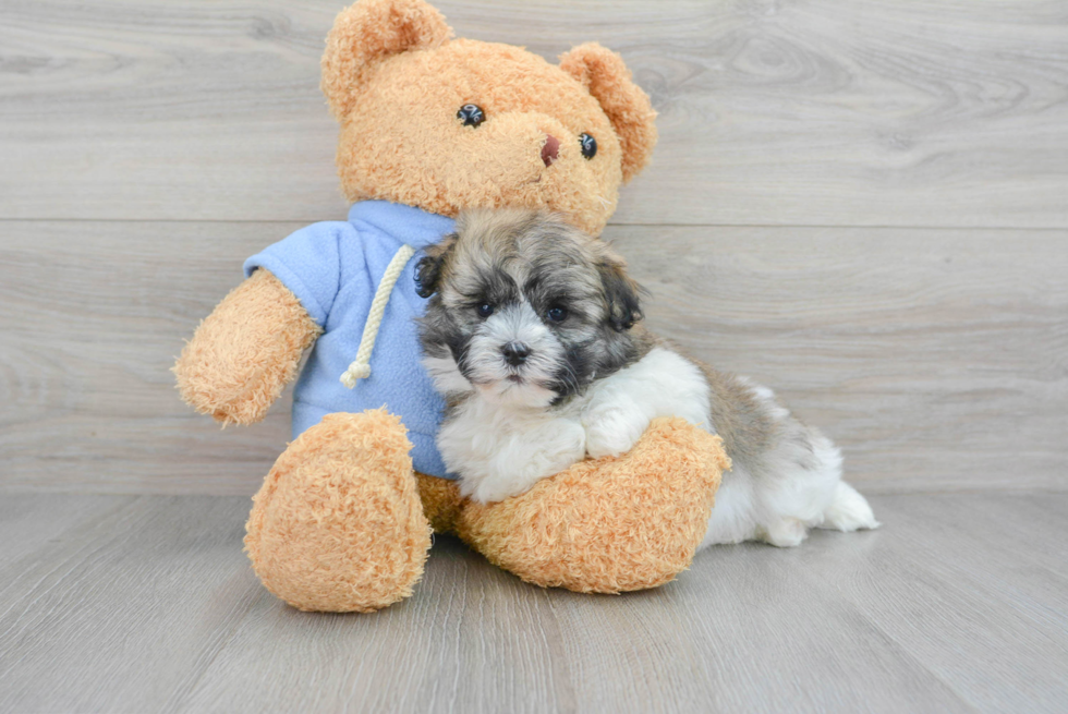 Havanese Pup Being Cute