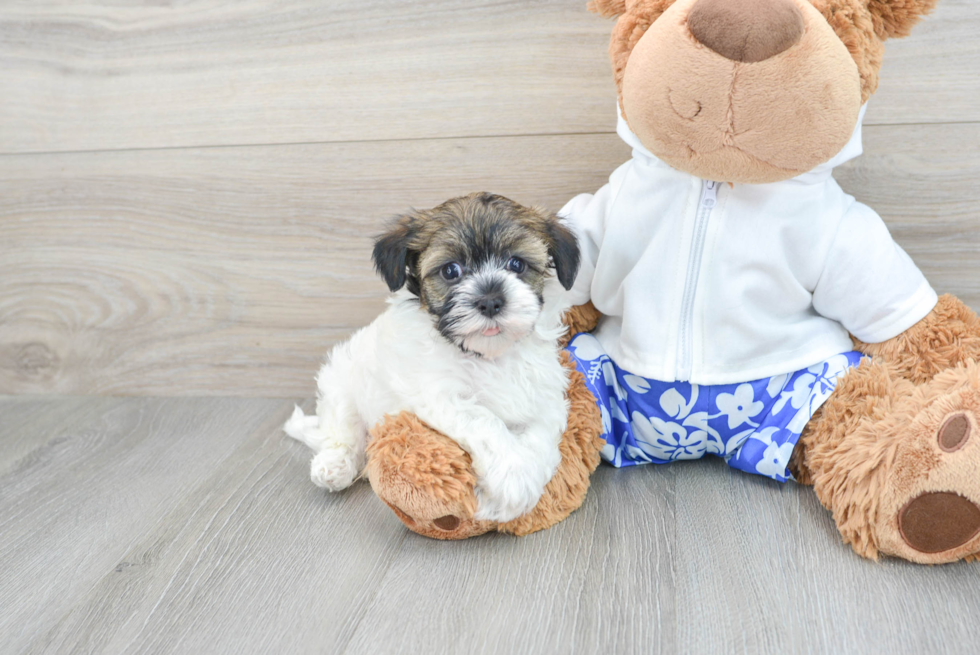 Playful Havanese Purebred Pup