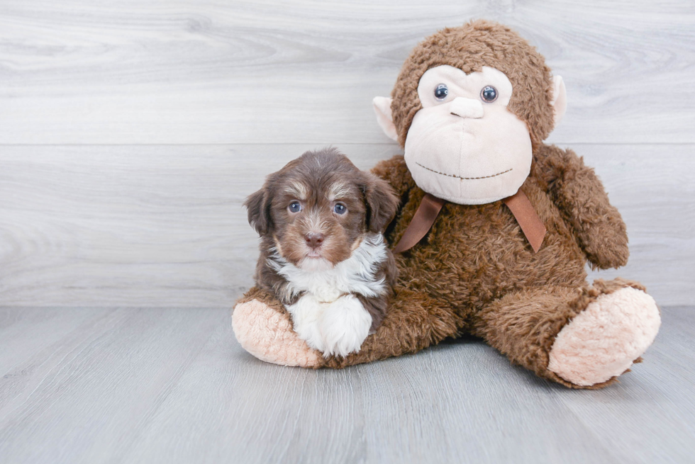 Havanese Puppy for Adoption