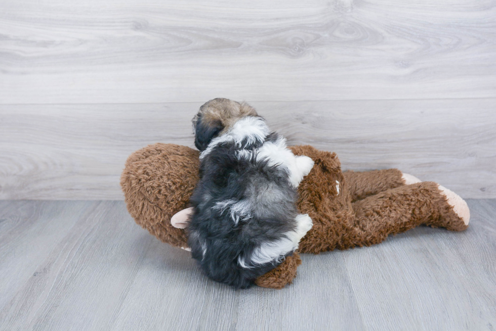 Little Havanese Purebred Pup