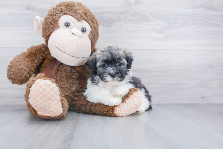 Little Havanese Baby