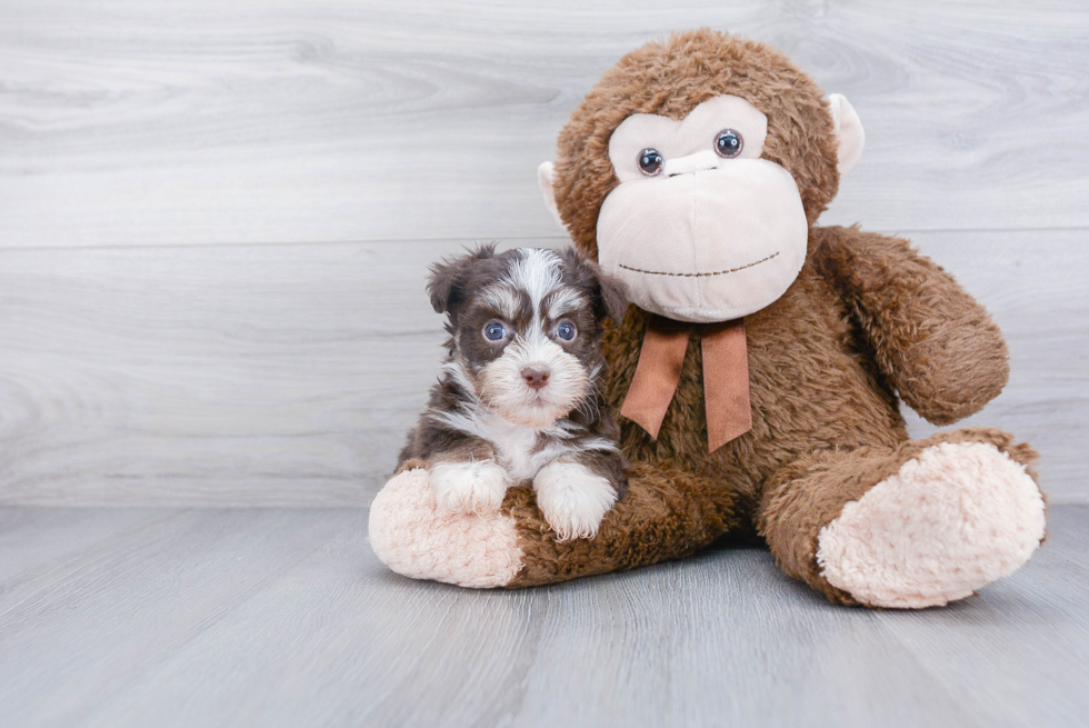 Smart Havanese Purebred Puppy