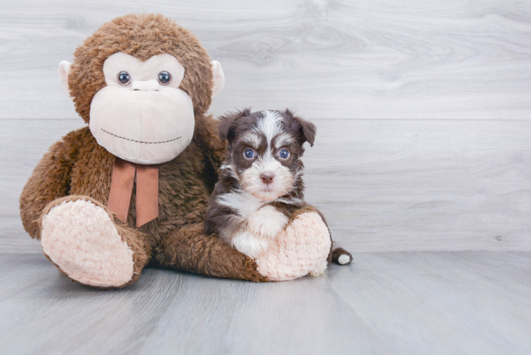 Small Havanese Baby