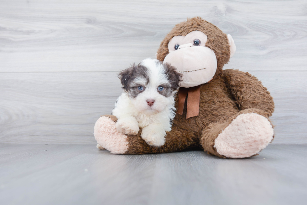 Best Havanese Baby