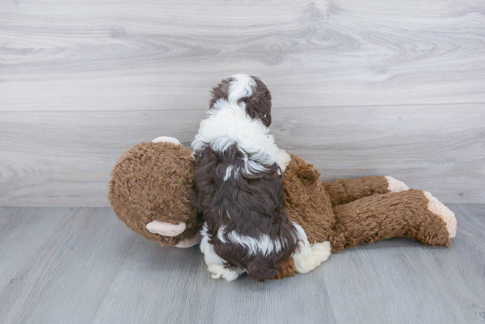 Happy Havanese Purebred Puppy