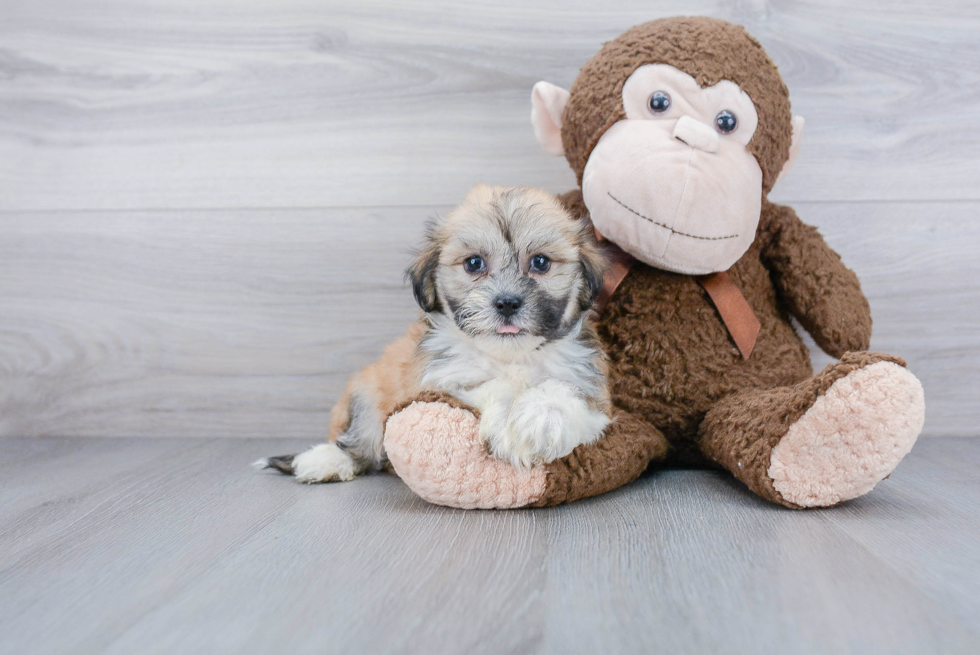 Hypoallergenic Havanese Purebred Pup