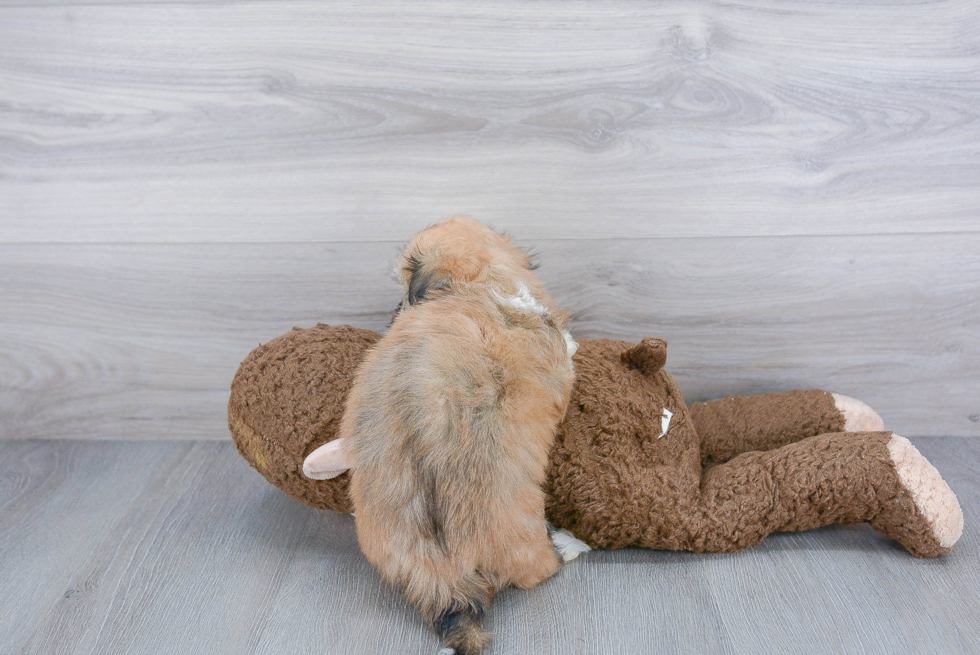 Energetic Havanese Purebred Puppy