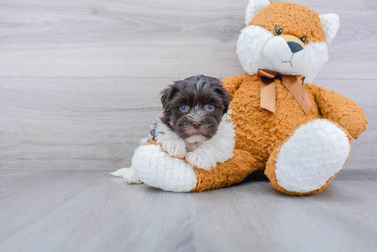 Hypoallergenic Havanese Purebred Pup