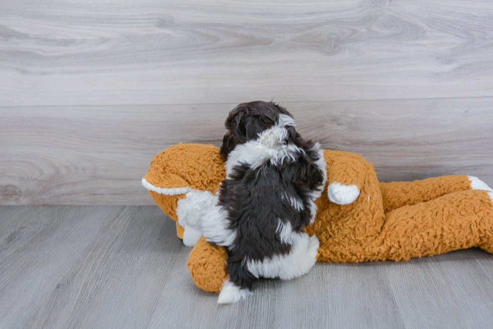 Akc Registered Havanese Purebred Pup