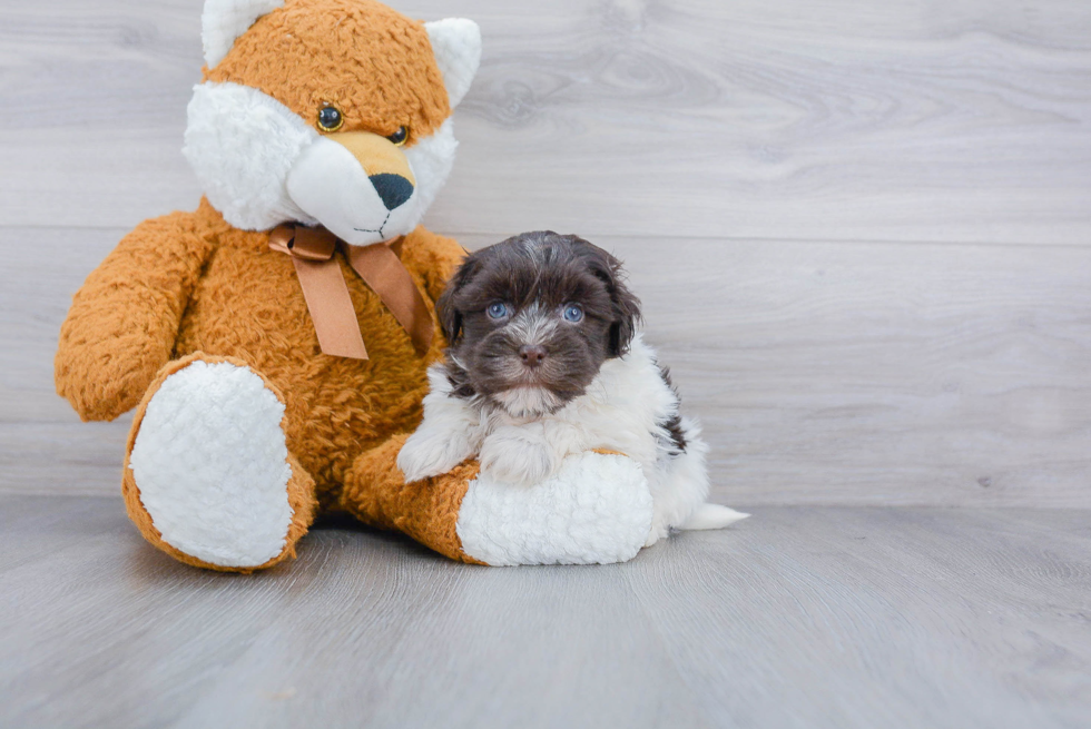 Little Havanese Purebred Pup