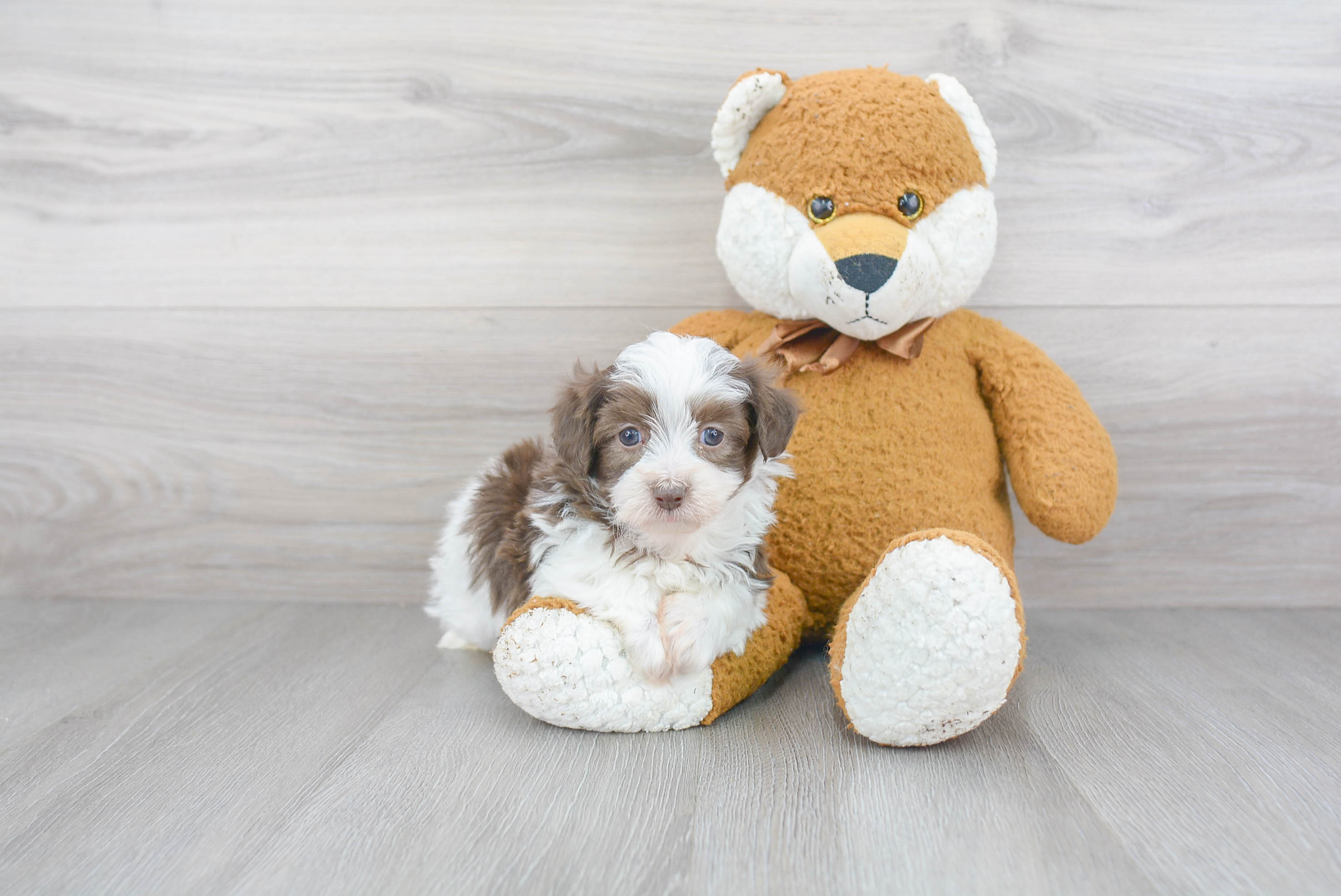 Small Havanese Purebred Pup