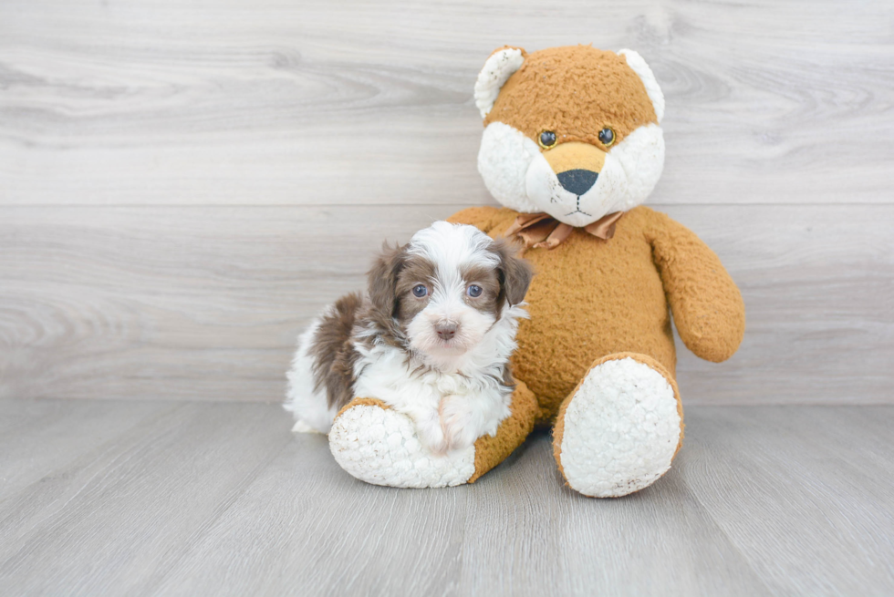 Small Havanese Purebred Pup