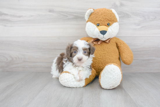 Small Havanese Purebred Pup