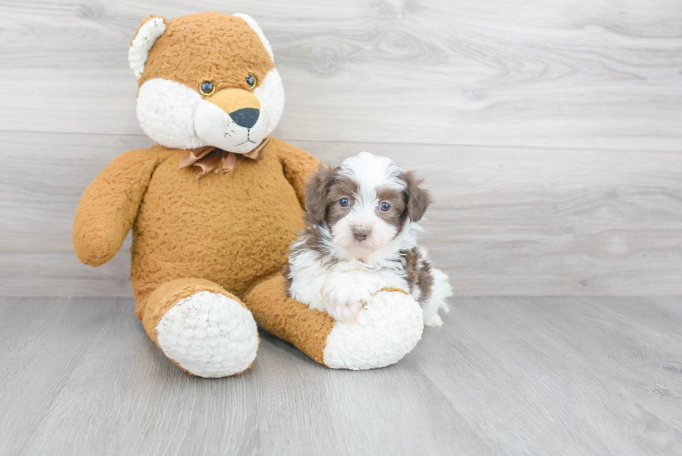 Best Havanese Baby