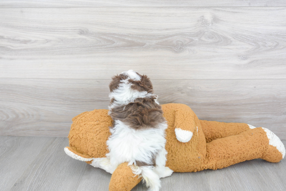 Havanese Pup Being Cute