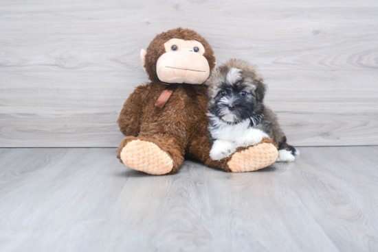 Havanese Puppy for Adoption