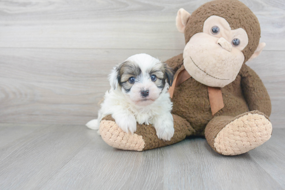 Best Havanese Baby