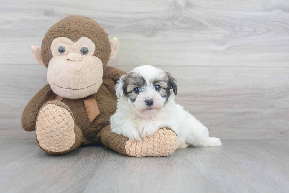 Best Havanese Baby