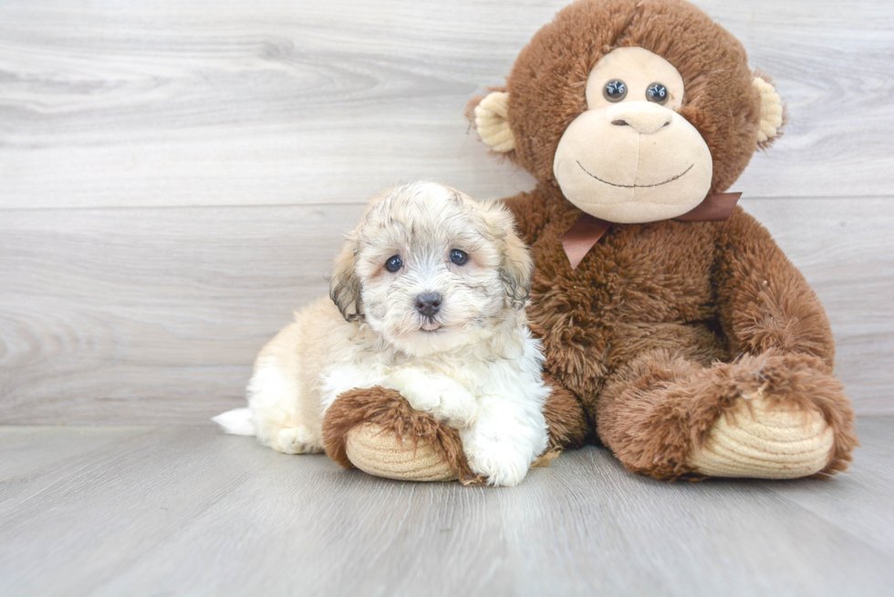 Happy Havanese Purebred Puppy