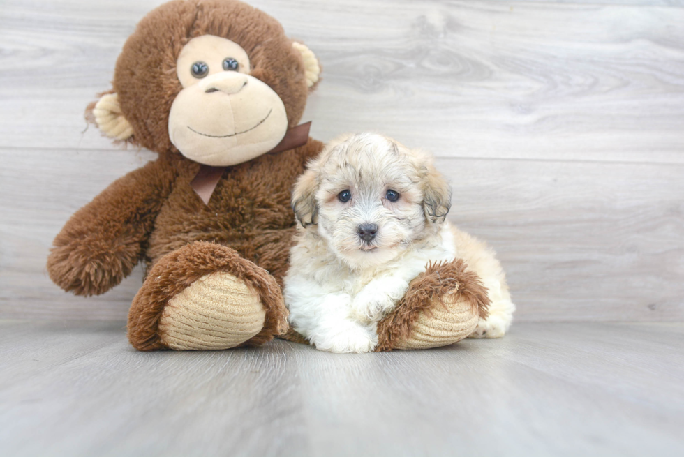 Best Havanese Baby