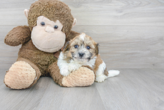 Small Havanese Purebred Pup