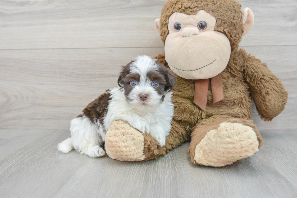 Small Havanese Purebred Pup