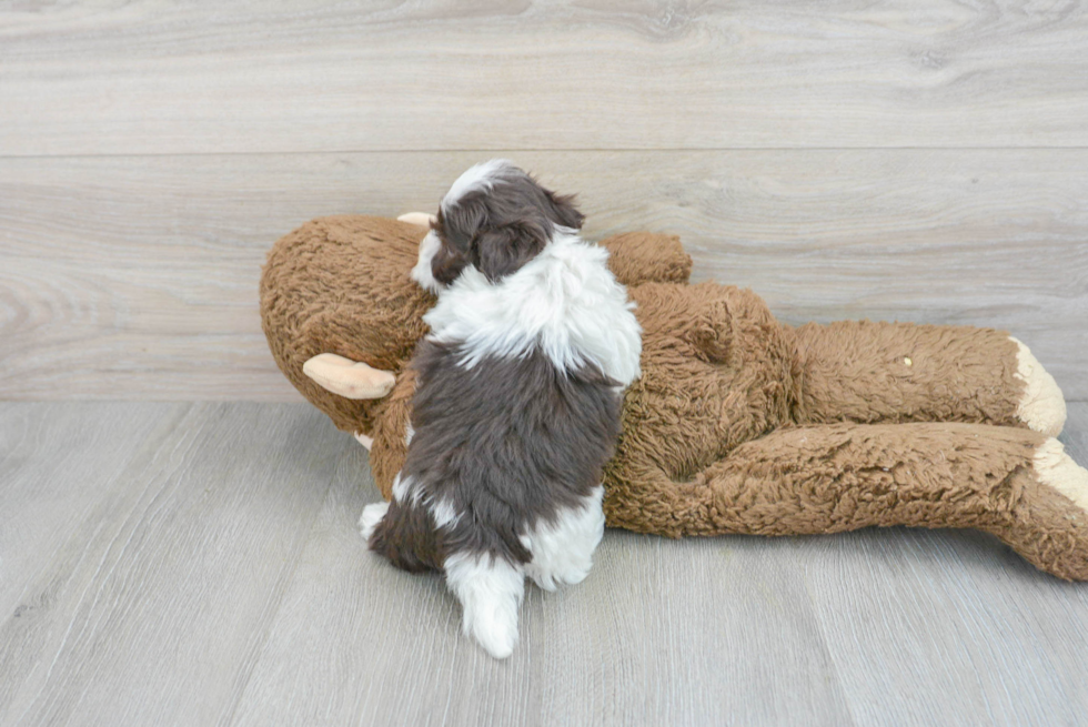 Havanese Pup Being Cute