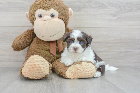 Playful Havanese Purebred Pup