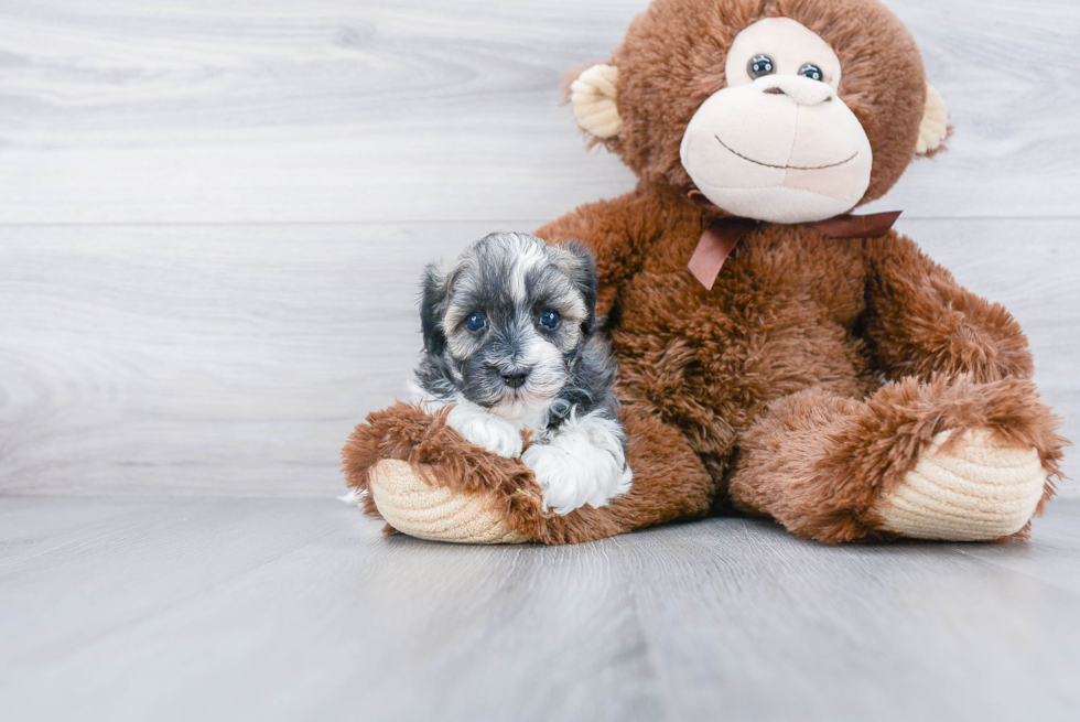 Adorable Havanese Purebred Puppy