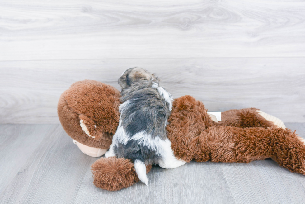 Fluffy Havanese Purebred Puppy