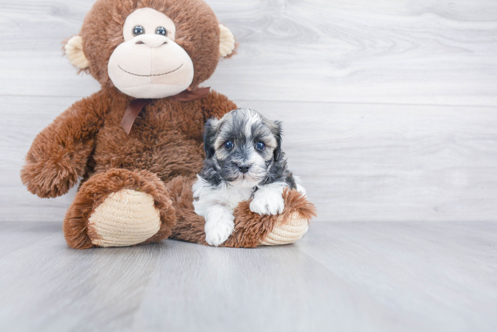 Friendly Havanese Purebred Pup