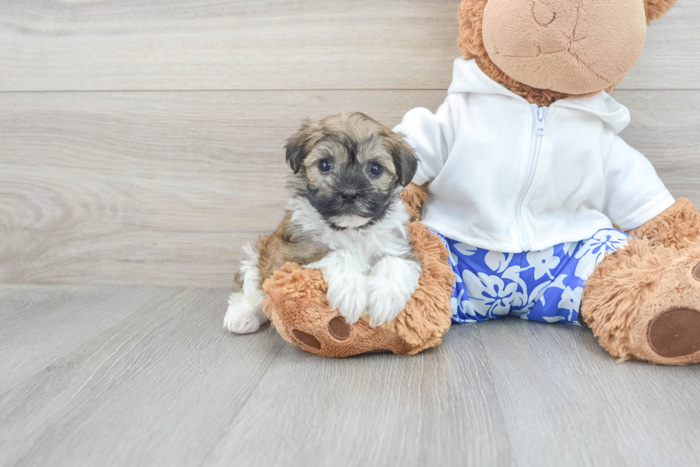 Funny Havanese Purebred Pup