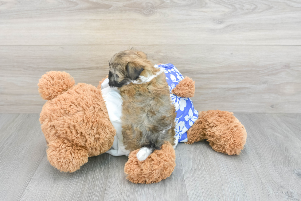 Friendly Havanese Purebred Pup