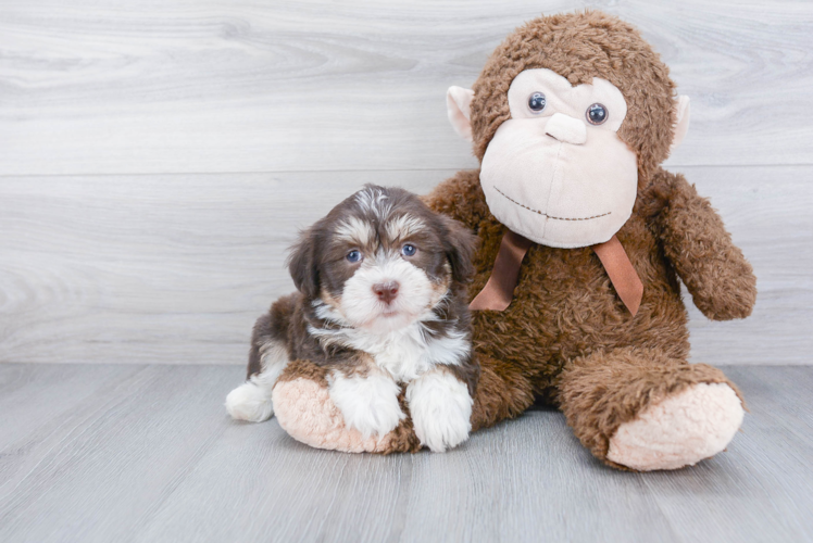 Funny Havanese Baby